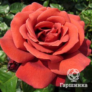 Роза Терракота, Мейян, цвет 14 см