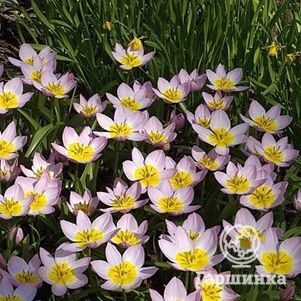 Тюльпан Саксатилис ботанический 10шт/уп - фото 1