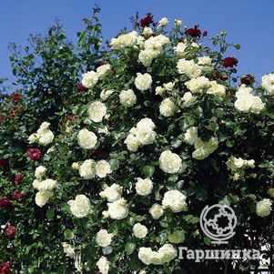 Роза Сноу Дэнс плетистая, цвет 16 см