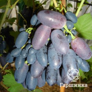 Виноград Кодрянка плодовый - фото 1