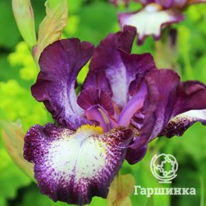 

Ирис бородатый Принц оф Бургунди