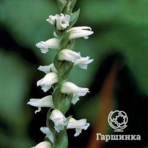 

Скрученник Чаддс Форд
