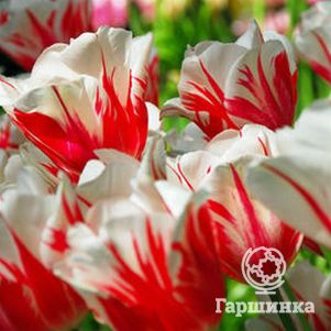 

Тюльпан Сорбет Триумф 5шт.