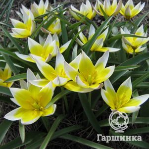 

Тюльпан Тарда карликовый 10шт.