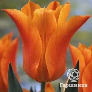 Тюльпан Баллада Оранж лилиецветный 5шт. - фото 1