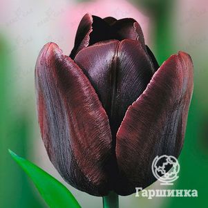 

Тюльпан Кафе Нуар 5шт