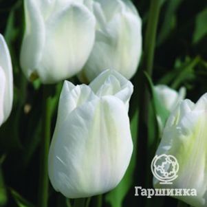 

Тюльпан Дарвисноу Дарвина 5шт