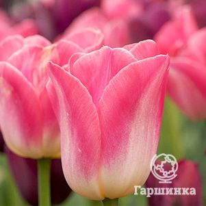 

Тюльпан Династия Триумф 5шт