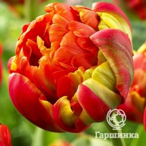 

Тюльпан Принцесс Юник махровый 4шт