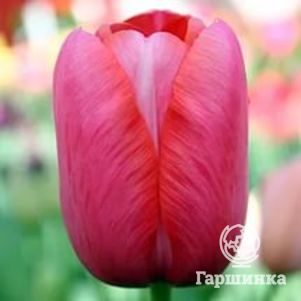

Тюльпан Ренаун простой поздний 5шт.