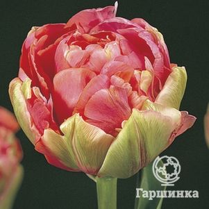 

Тюльпан Ренайн Юник махровый 4шт.
