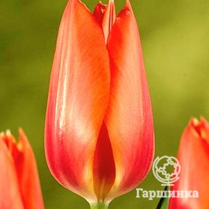 

Тюльпан Темплс Фэйворит Дарвина 5шт