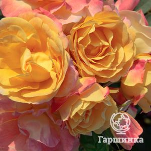 

Роза Цыган флорибунда, Топалович