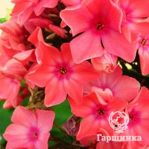 Флокс Виндзор метельчатый