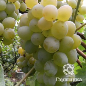 Виноград Восторг плодовый