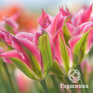 

Тюльпан Виришик зеленоцветный 5шт.