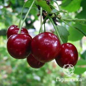 Вишня Брюнетка