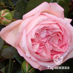 Роза Вояж чайно-гибридная, Тантау, цвет 12 см - фото 1