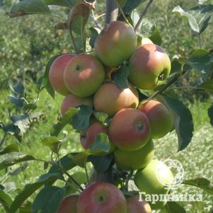 Яблоня Балтика (карликовый подвой)