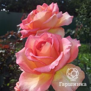 

Роза Мондиаль чайно-гибридная, Imperial Rose