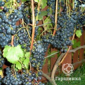

Виноград плодовый Загадка Шарова