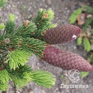 

Ель колючая Лаки Страйк
