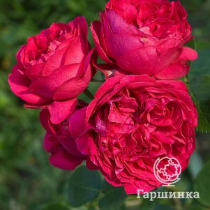 Роза Эрик Таберли плетистая, Топалович