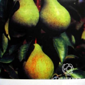 Груша память жегалова дерево. Груша осенняя сусова. Груша память жегалова описание. Груша сорт жегалова память. Груша светлянка.