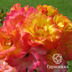 Роза Бонанза кустарниковая, Imperial Rose