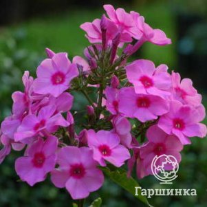 

Флокс метельчатый Ева Каллам