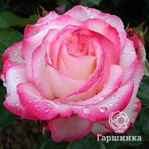 

Роза Ламинуэт флорибунда, Imperial Rose