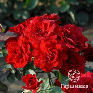 

Роза Лили Марлен флорибунда, Топалович