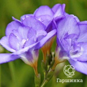 

Фрезия махровая Дабл Блю 10шт.