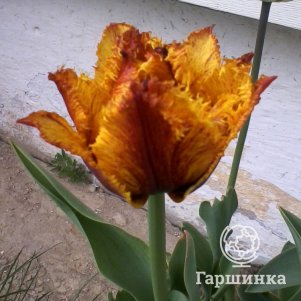 

Тюльпан Криспион Бьюти бахромчатый 4шт