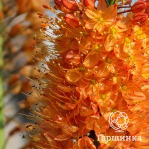 

Эремурус Клеопатра