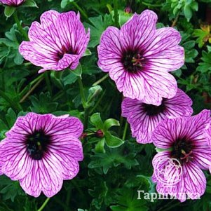 Герань садовая Балерина