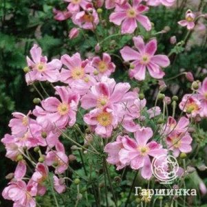 

Анемона (Ветреница) Леди Гилмор японская