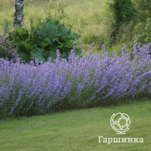 

Котовник Фассена