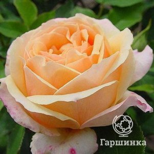 Роза Критик плетистая, Imperial Rose