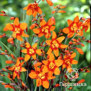 

Крокосмия (монтбреция) МакКензи 5шт