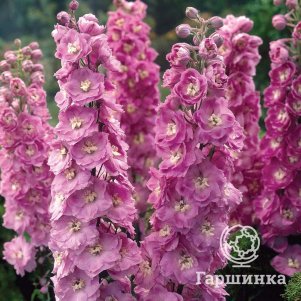 

Дельфиниум высокий Мэджик Фаунтейн Пинк (Волшебные розовые фонтаны)