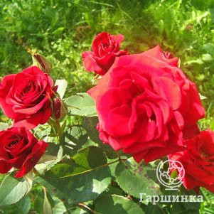 Роза Дон Жуан Купить