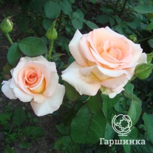 

Роза Мунсун/Осеана чайно-гибридная, Imperial Rose