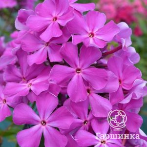 

Флокс Морская звезда
