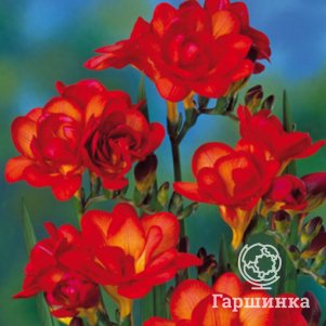 

Фрезия махровая Дабл Ред 10шт.