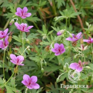 

Герань садовая Стармен