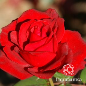 

Роза Гранд Гала чайно-гибридная, Imperial Rose