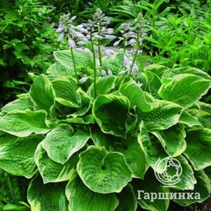 Хоста Крисмос Три (ML)