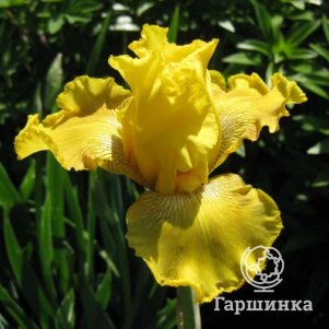 Ирис бородатый Спирит ов Мемфис
