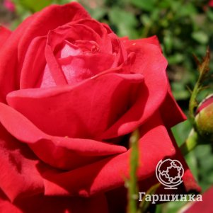

Роза Кардинал чайно-гибридная, Imperial Rose